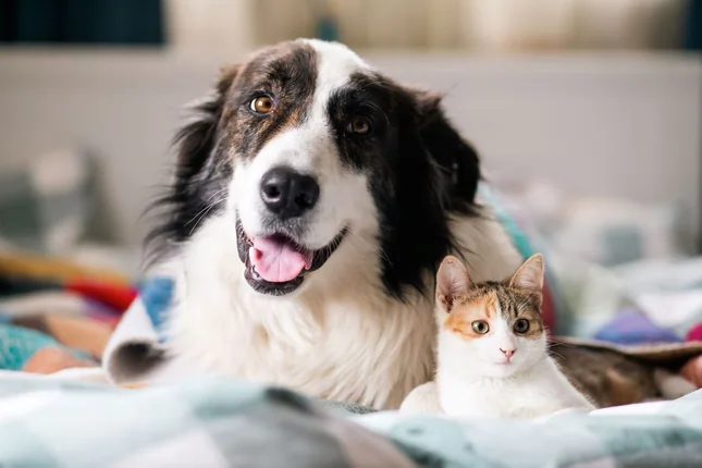 Cane e gatto amici riposano insieme