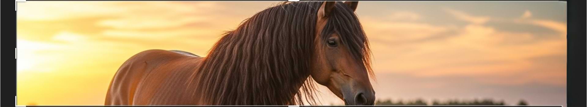 Come prendersi cura della criniera del cavallo: consigli pratici per una pulizia efficace