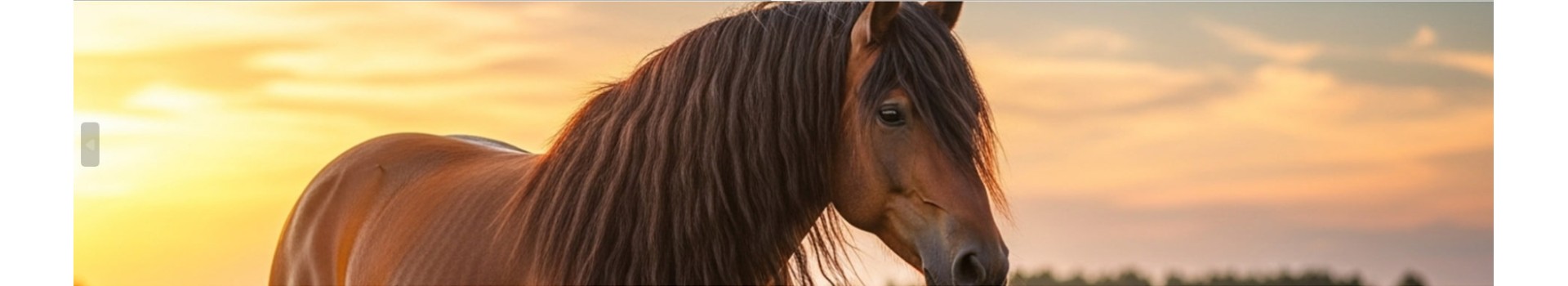 Come prendersi cura della criniera del cavallo: consigli pratici per una pulizia efficace