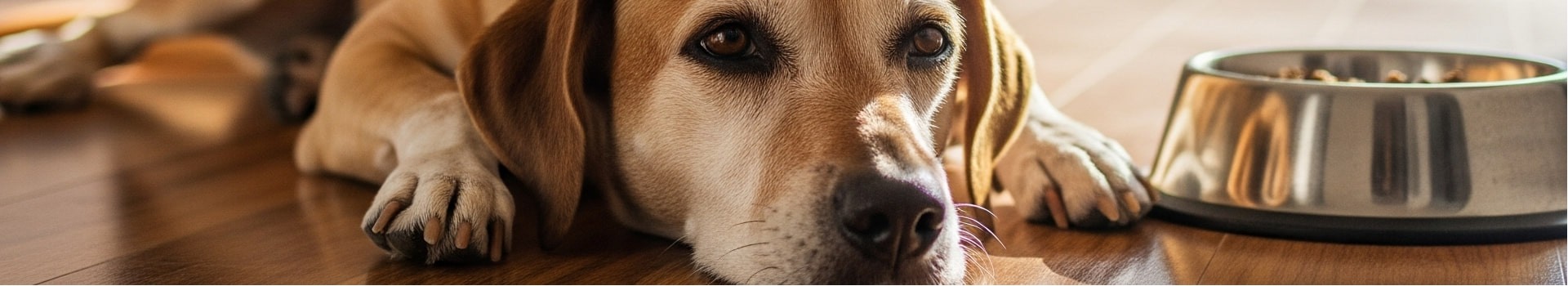 I principali sintomi di malessere nel cane che non vanno ignorati