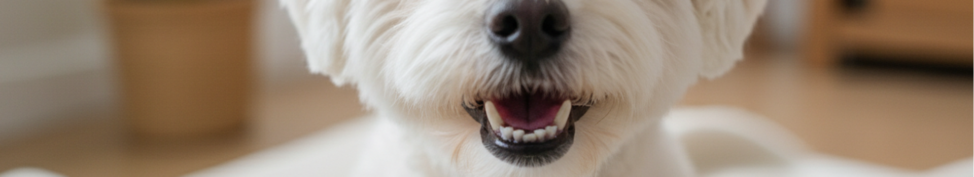 Igiene orale nel cane: una priorità per la salute generale