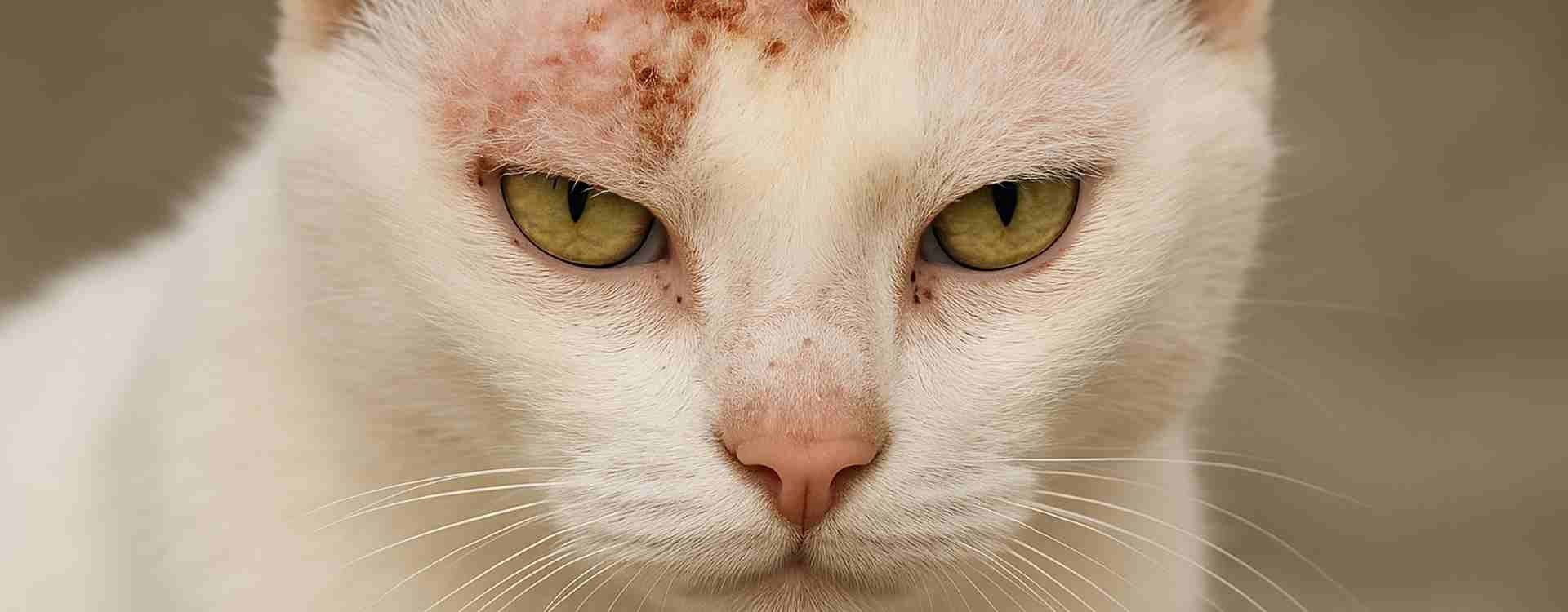 Dermatite con croste nel gatto: come alleviare i sintomi in modo naturale
