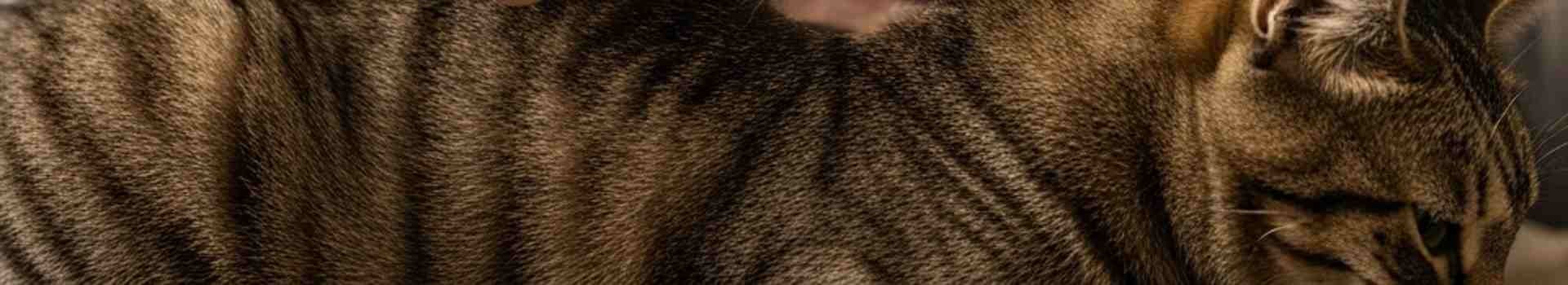 Perché il gatto perde il pelo a chiazze? Queste le cause potenziali