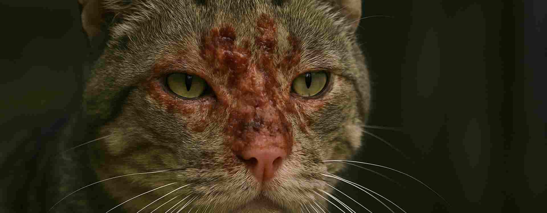 Gatto con piaghe ed essudato: come affrontare la situazione senza panico