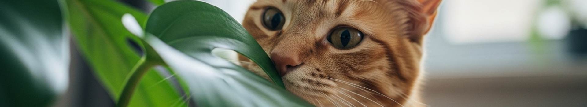 Le piante pericolose per i gatti: un elenco utile per tenere al sicuro il tuo micio