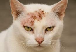 Dermatite con croste nel gatto: come alleviare i sintomi in modo naturale