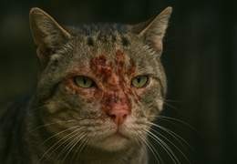 Gatto con piaghe ed essudato: come affrontare la situazione senza panico
